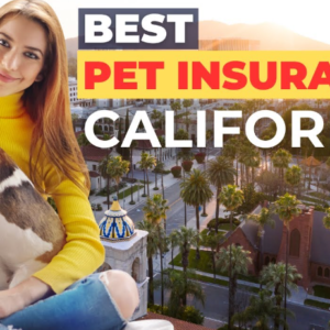 Finding the Best Pet Insurance in California